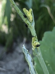 Phyllotreta cruciferae