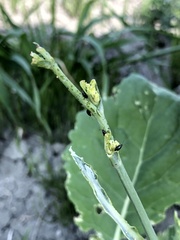 Phyllotreta cruciferae
