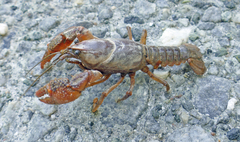 Lacunicambarus acanthura