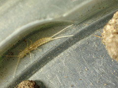 Diplura