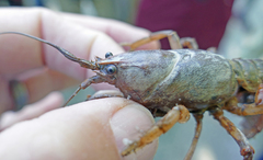 Lacunicambarus acanthura