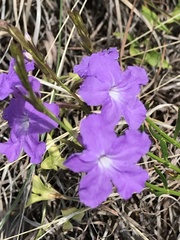 Bouchea linifolia