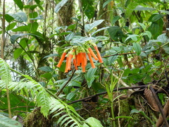 Macleania bullata