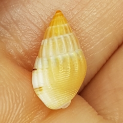 Tritia cuvierii