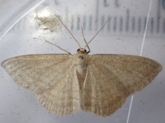 Scopula virgulata