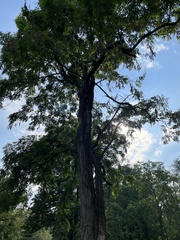 Robinia pseudoacacia