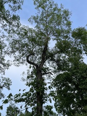 Robinia pseudoacacia