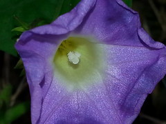 Ipomoea meyeri