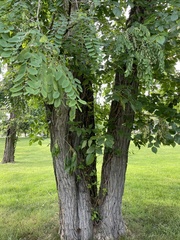 Robinia pseudoacacia