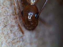 Camponotus pudorosus