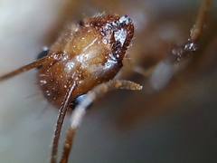 Camponotus pudorosus