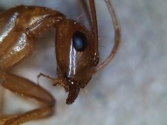 Camponotus pudorosus