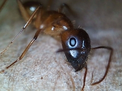 Camponotus pudorosus