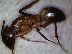 Camponotus pudorosus