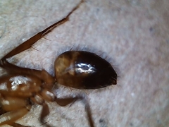 Camponotus pudorosus