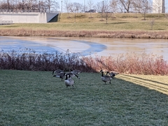 Branta canadensis