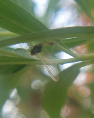 Ephemeroptera
