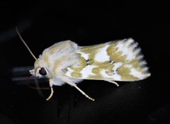 Schinia meadi