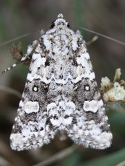 Lacinipolia strigicollis