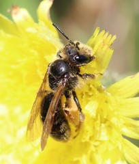 Andrena humilis