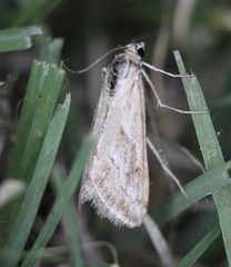 Evergestis vinctalis