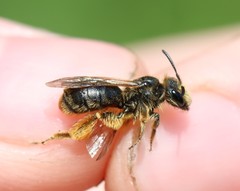 Andrena humilis