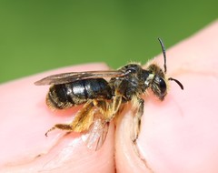 Andrena humilis