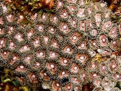 Zoantharia