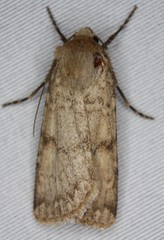 Euxoa comosa