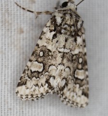 Lacinipolia strigicollis