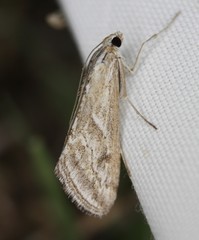 Evergestis vinctalis