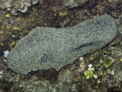 Holothuria whitmaei