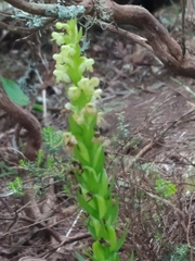 Platanthera pollostantha