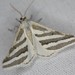 Euaspilates spinataria - Photo (c) Zach DuFran, some rights reserved (CC BY-NC), uploaded by Zach DuFran