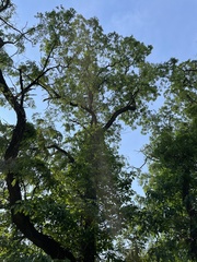 Robinia pseudoacacia