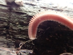 Brachycybe rosea