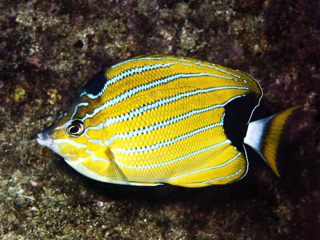 Bluestriped Butterflyfish