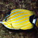 Bluestripe Butterflyfish - Photo (c) Philip Thomas, some rights reserved (CC BY-NC), uploaded by Philip Thomas