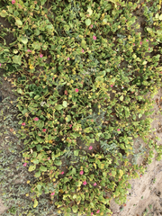 Abronia maritima × latifolia