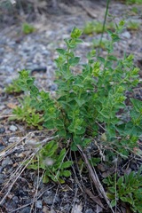 Brickellia greenei