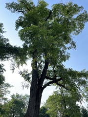 Robinia pseudoacacia