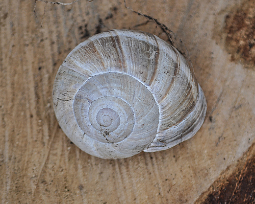 Helix lucorum