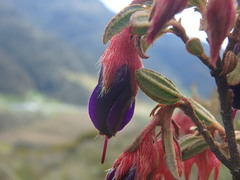 Brachyotum strigosum