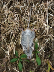 Apodemus flavicollis