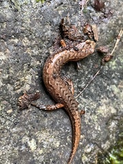 Desmognathus wrighti