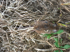 Apodemus flavicollis