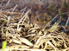 Apodemus flavicollis