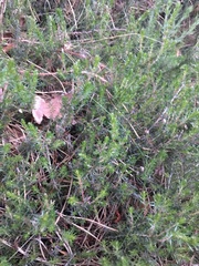Erica cinerea