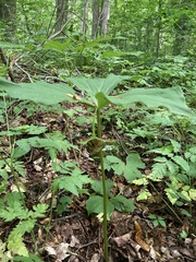 Trillium catesbaei