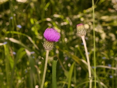Cirsium filipendulum
